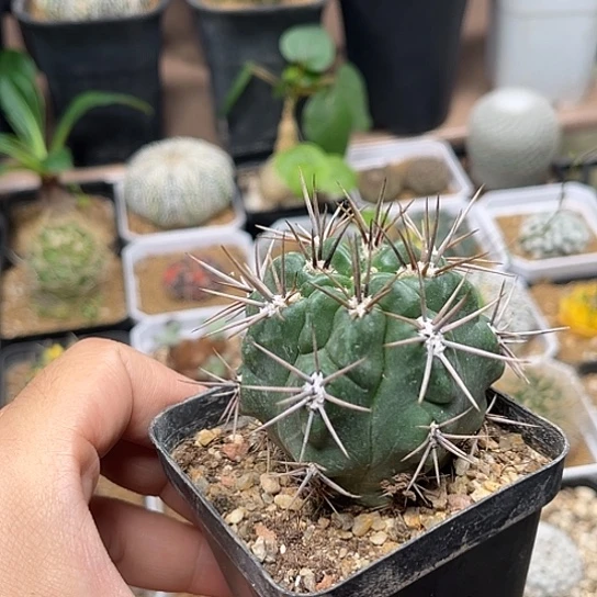 无花朵恐龙丸实生球一颗