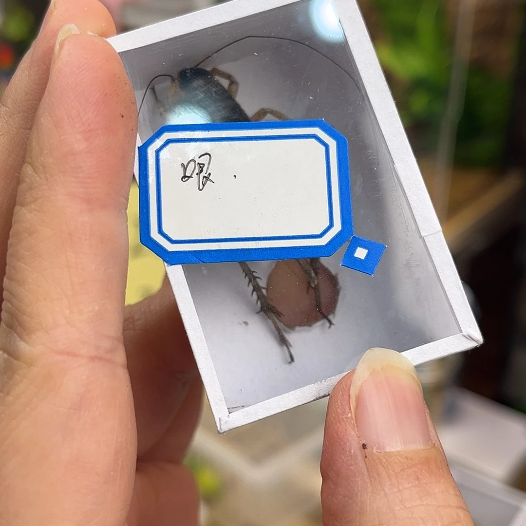 哏***年北京虫哈哈哈哈哈哈哈