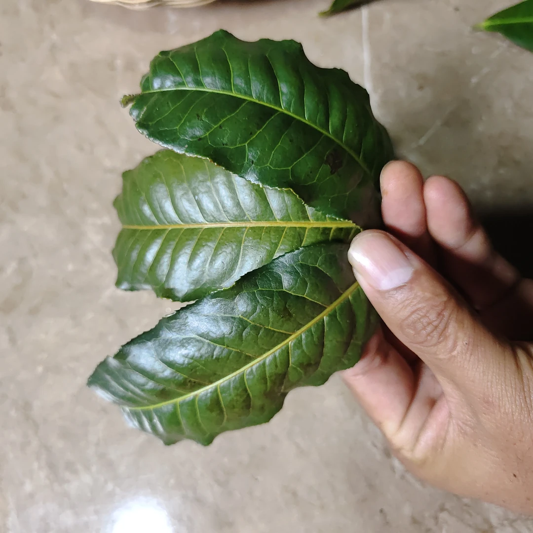 稀有牛肋巴种茶古树纯料普洱茶生茶散茶200克
