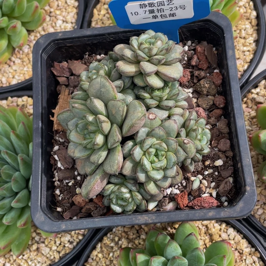 1007-23-葡萄群生老桩一颗