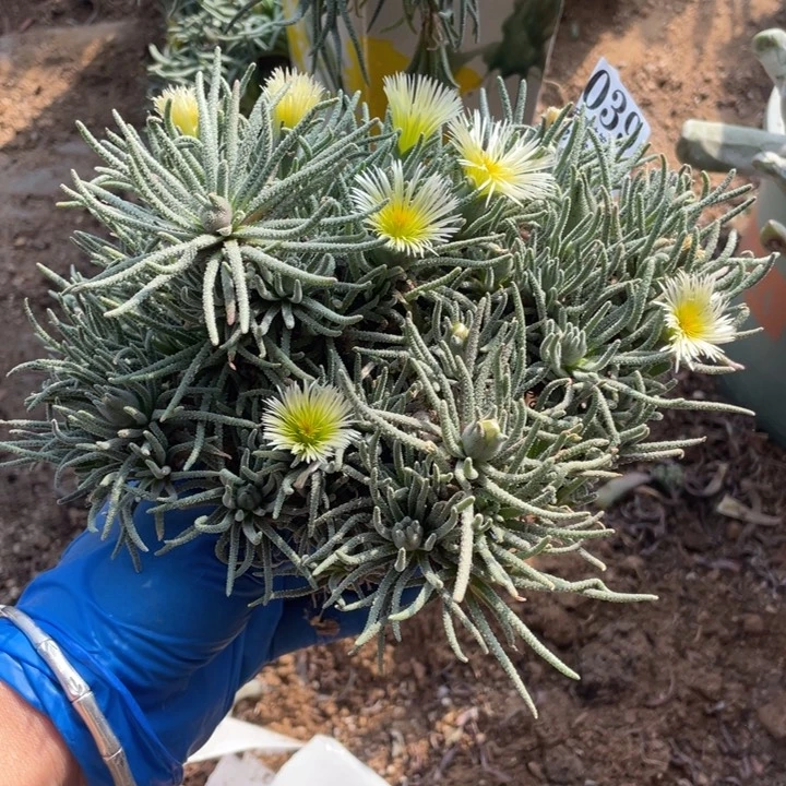 39号天赐多肉植物
