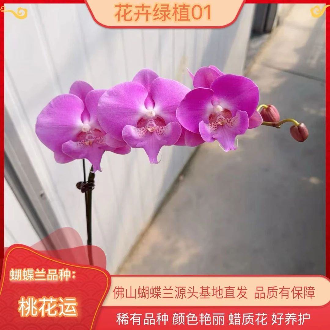 【桃花运01】高端精品蝴蝶兰室内盆栽