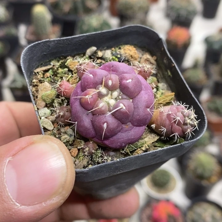 紫皮无刺象牙带崽特价