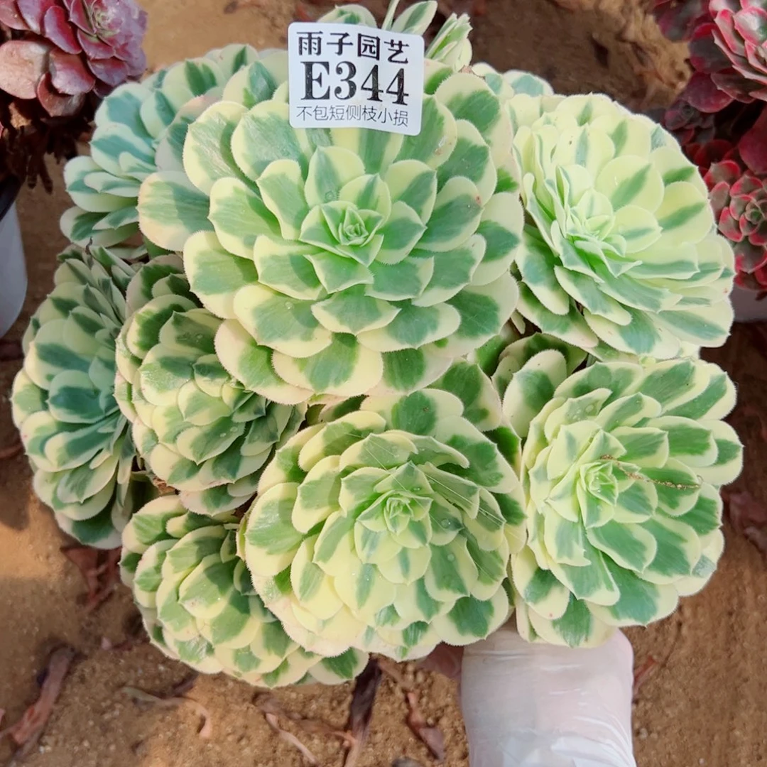 344迈巴赫尺寸25左右