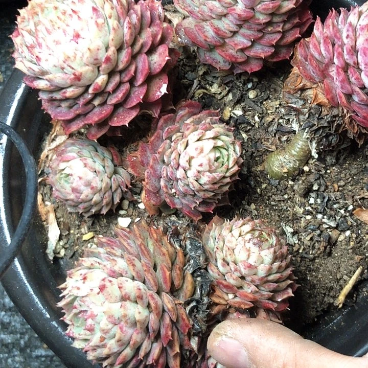 远*76/////////////////