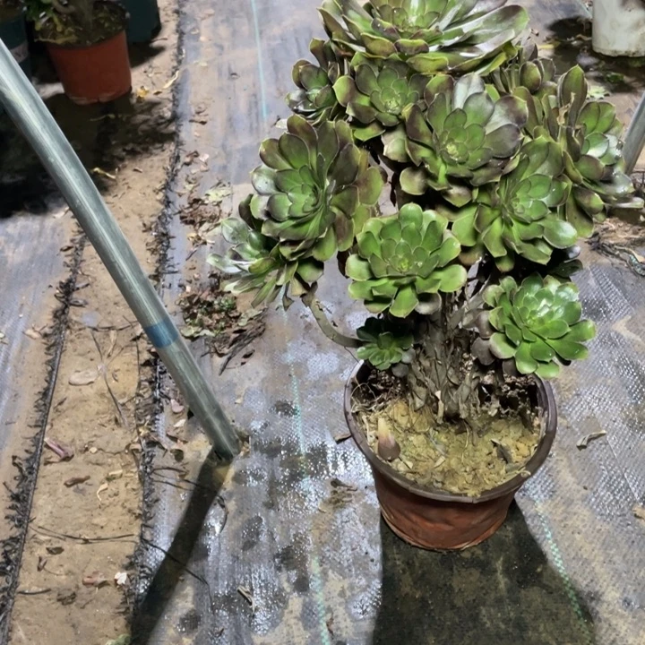 69灰圆叶多肉植物多肉多肉