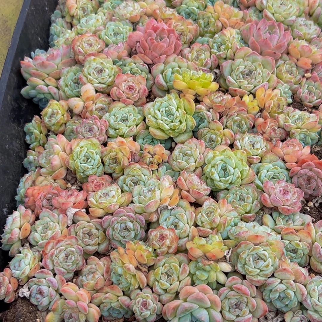 歪****119的人都在用这个词了