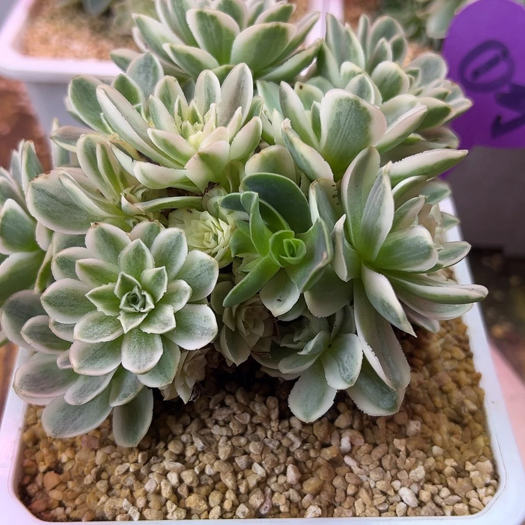 粉***咩山地玫瑰锦秋夕1570号