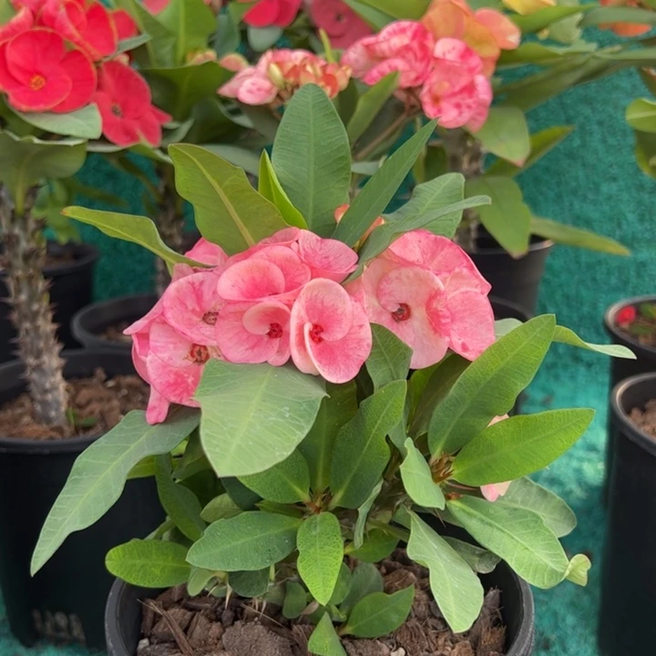 泰品扦插一物一拍