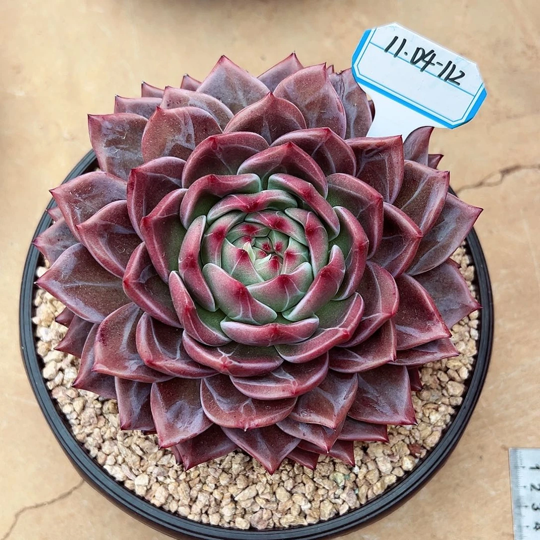 1104-112暗夜精灵。