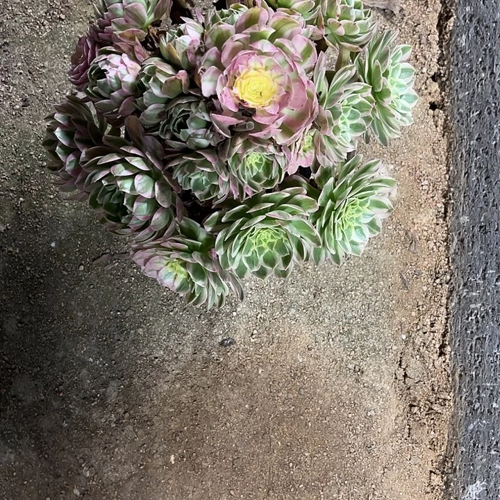 水***山多肉植物海王锦……