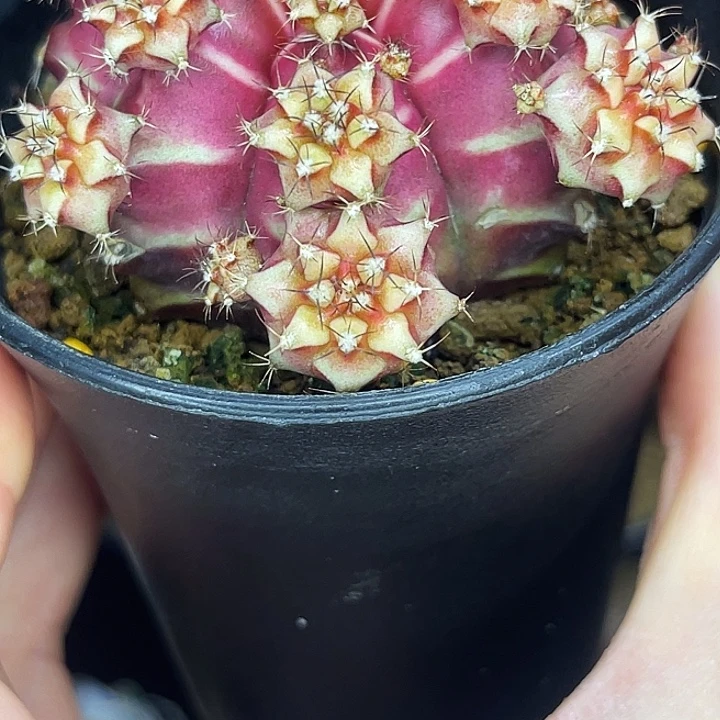 beloved 一物一拍。