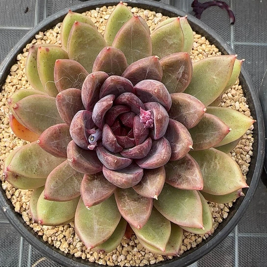 从前慢甄选多肉编号宝格丽玫瑰