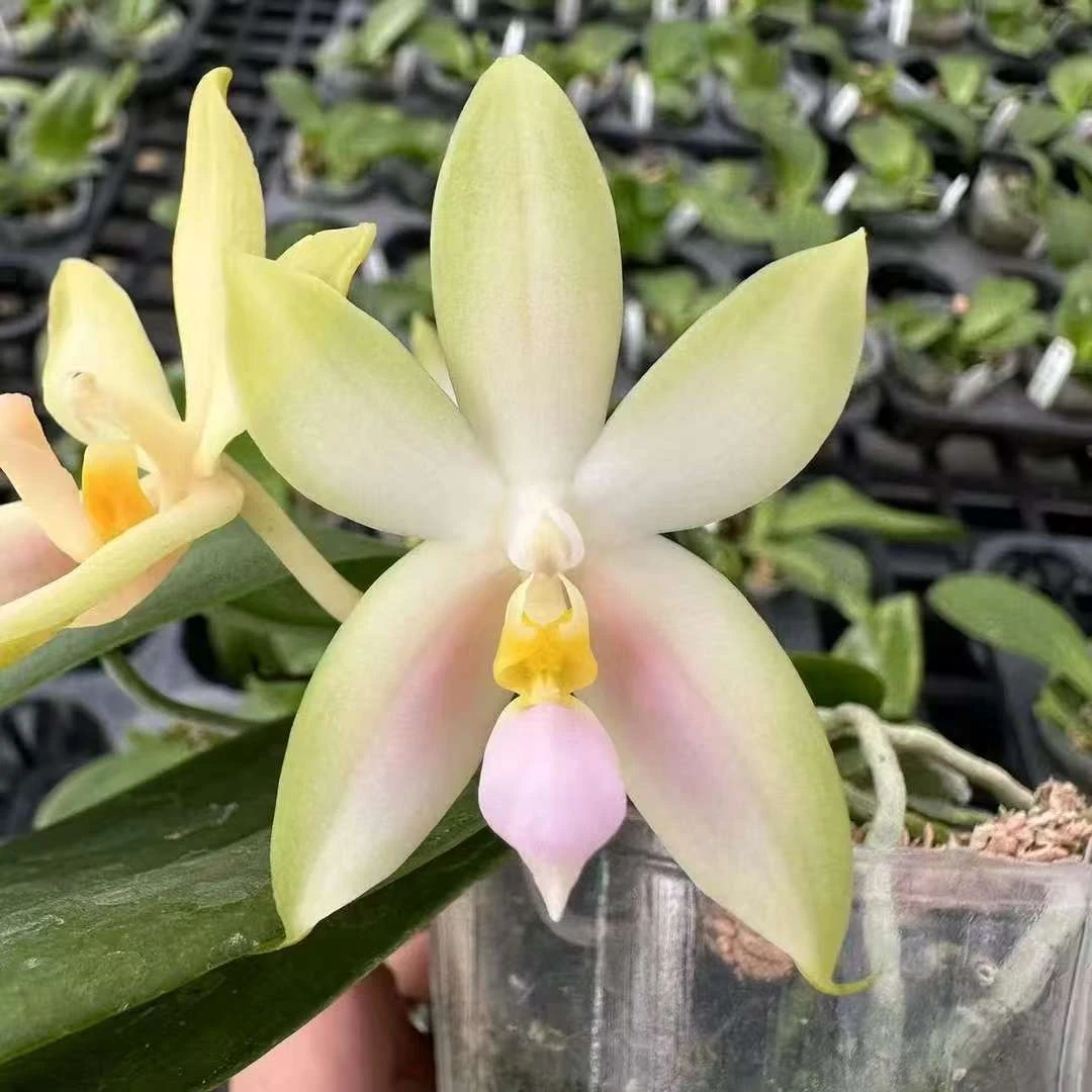 2.5寸 粉贝（实生）-抽花梗【剪过梗、叶瑕少根 】 原生趣味兰