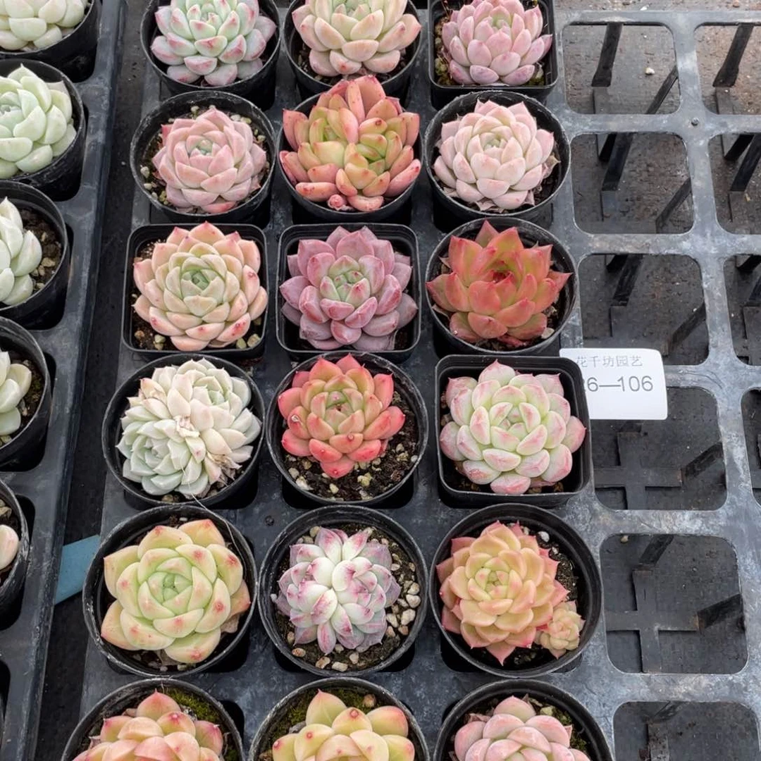 柒一物一拍18棵26-106