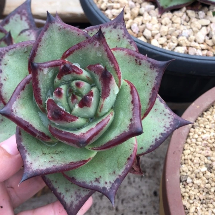 马家大小姐111111111