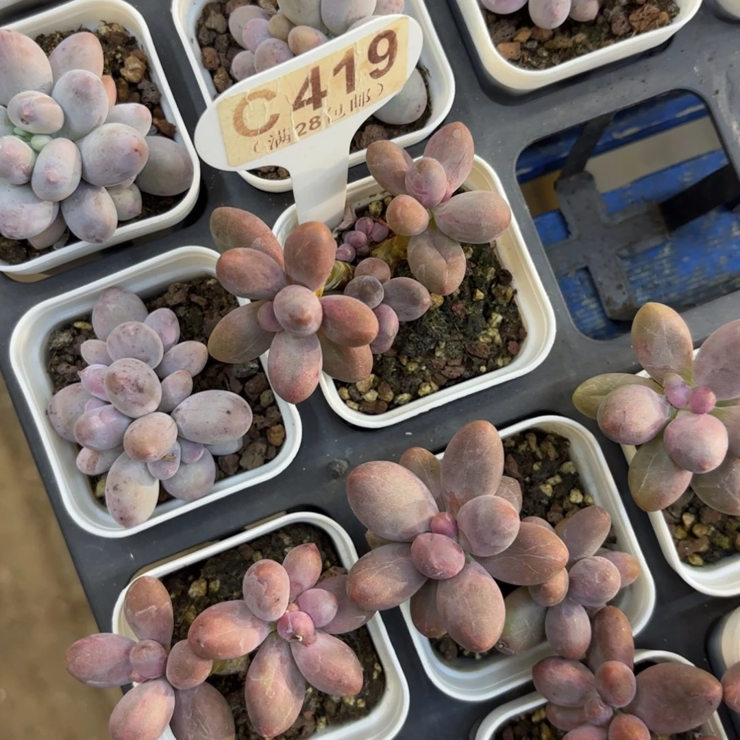 C419糖果美人一物一拍