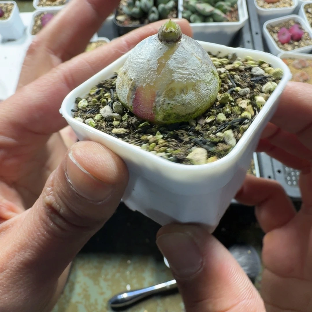 郭***?2295。灯泡一颗。带盆土