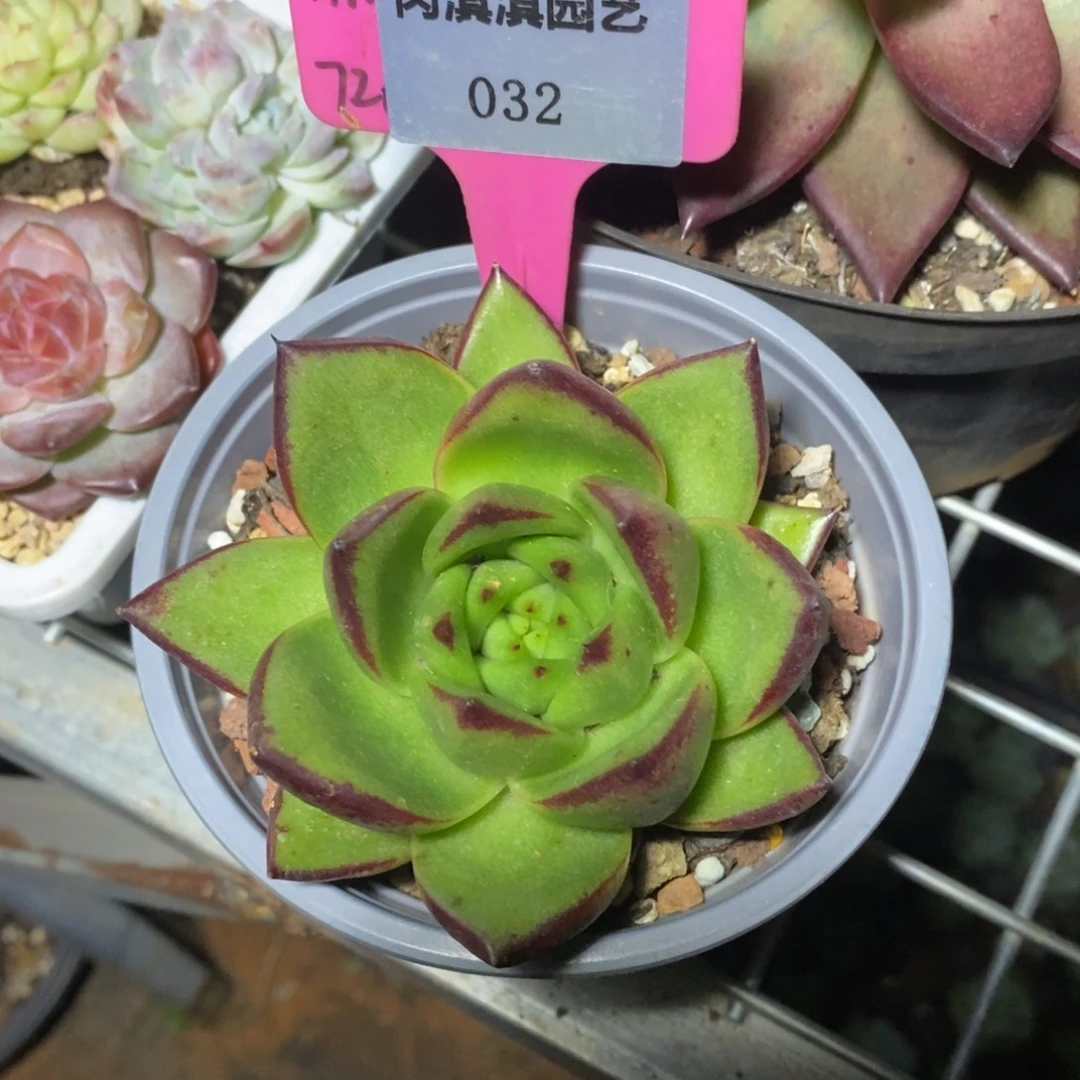 x032-多肉植物 东云杂