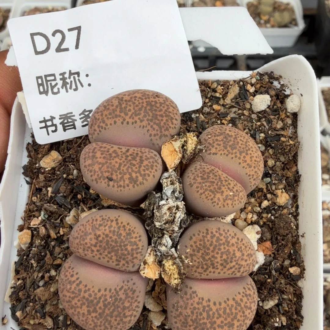 多肉植物多肉植物多肉植物