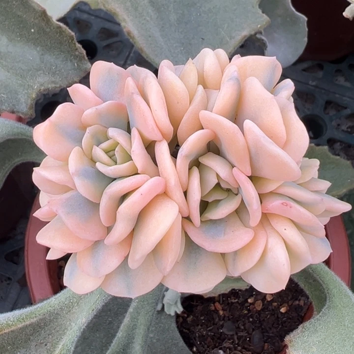 血精灵锦一物一拍