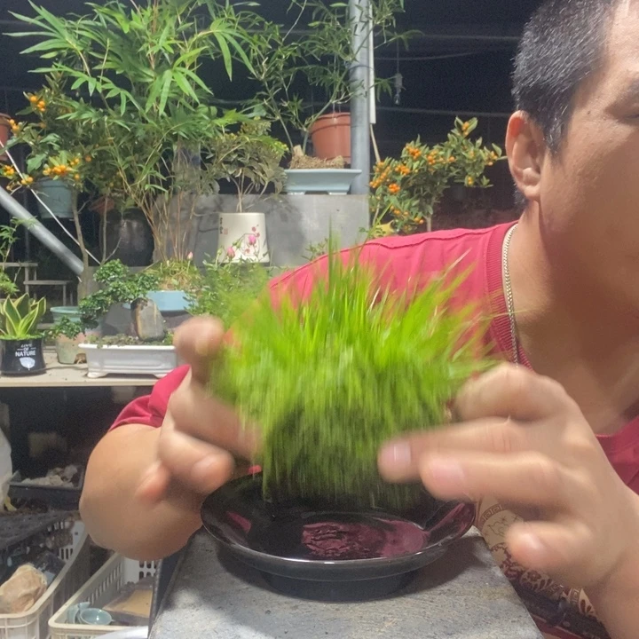 漫***柒以实际为准盆景绿植盆栽190