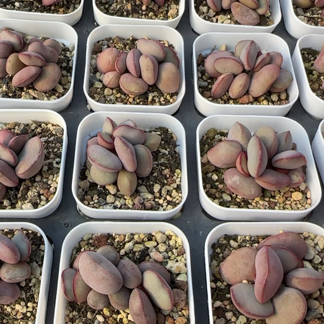 单颗白肌红蛋量拍链接