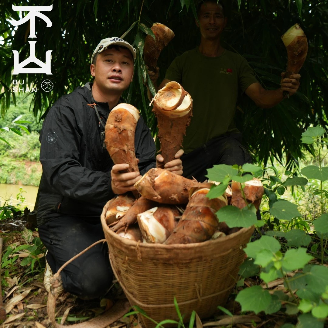 不山 · 云南水果笋新鲜甜笋现挖现发当季新鲜可生吃(发顺丰冷链)