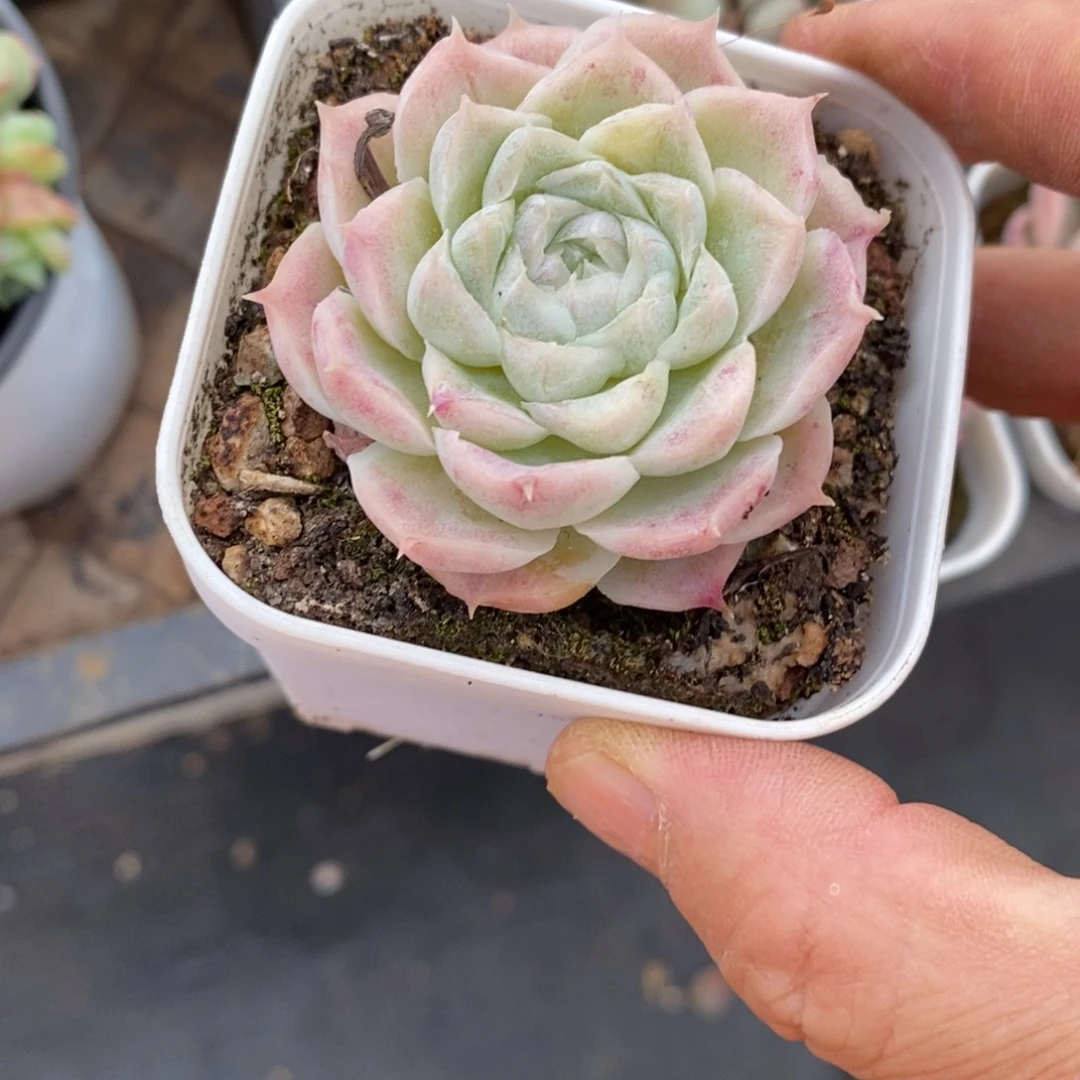 精品多肉一物一拍不包整69