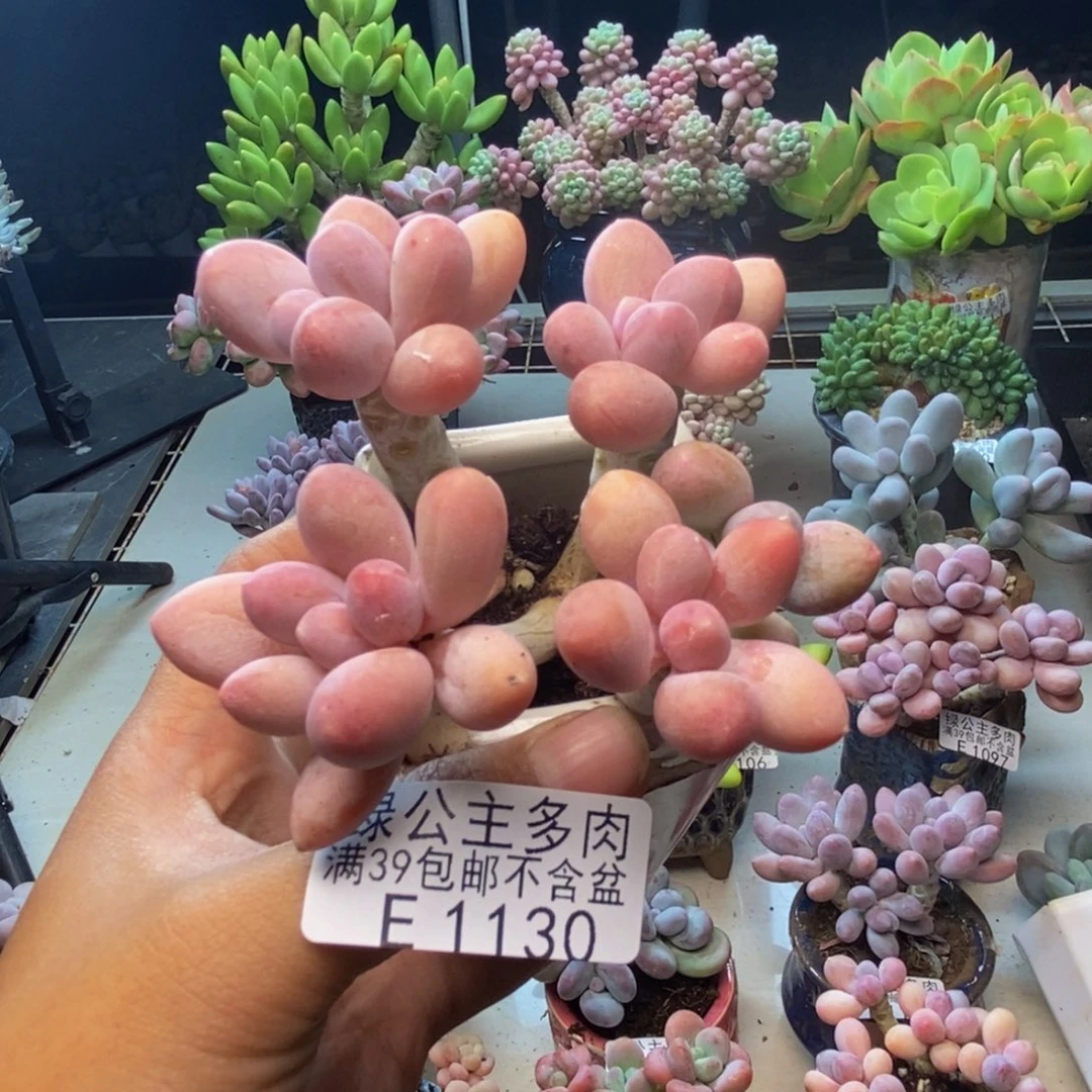 130香水手指奶多肉7c m