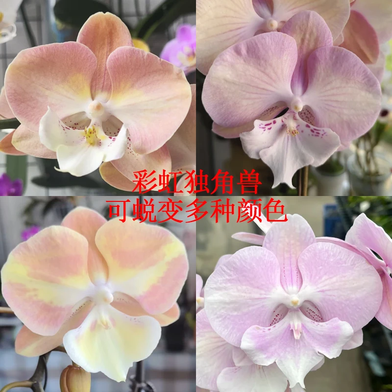 蝴蝶兰彩虹独角兽经典变色花成熟苗无花梗好养室内绿植花卉