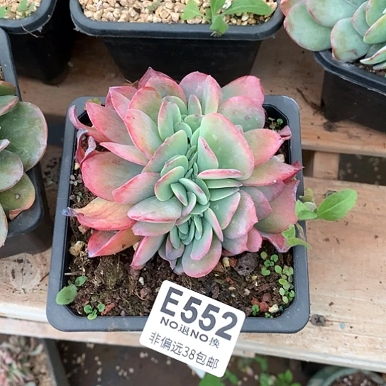 布鲁兰缀化552 退款拉黑需要延时发货