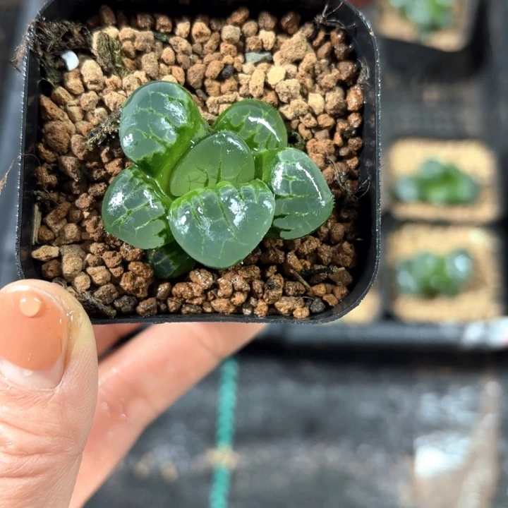 水晶葡萄克多肉植物