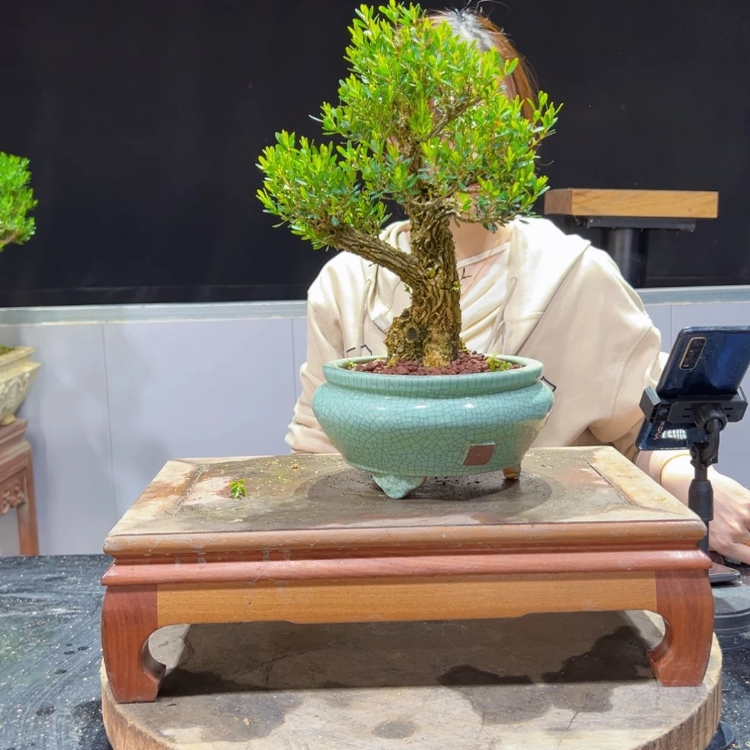 库*黄杨盆景老桩四季长青