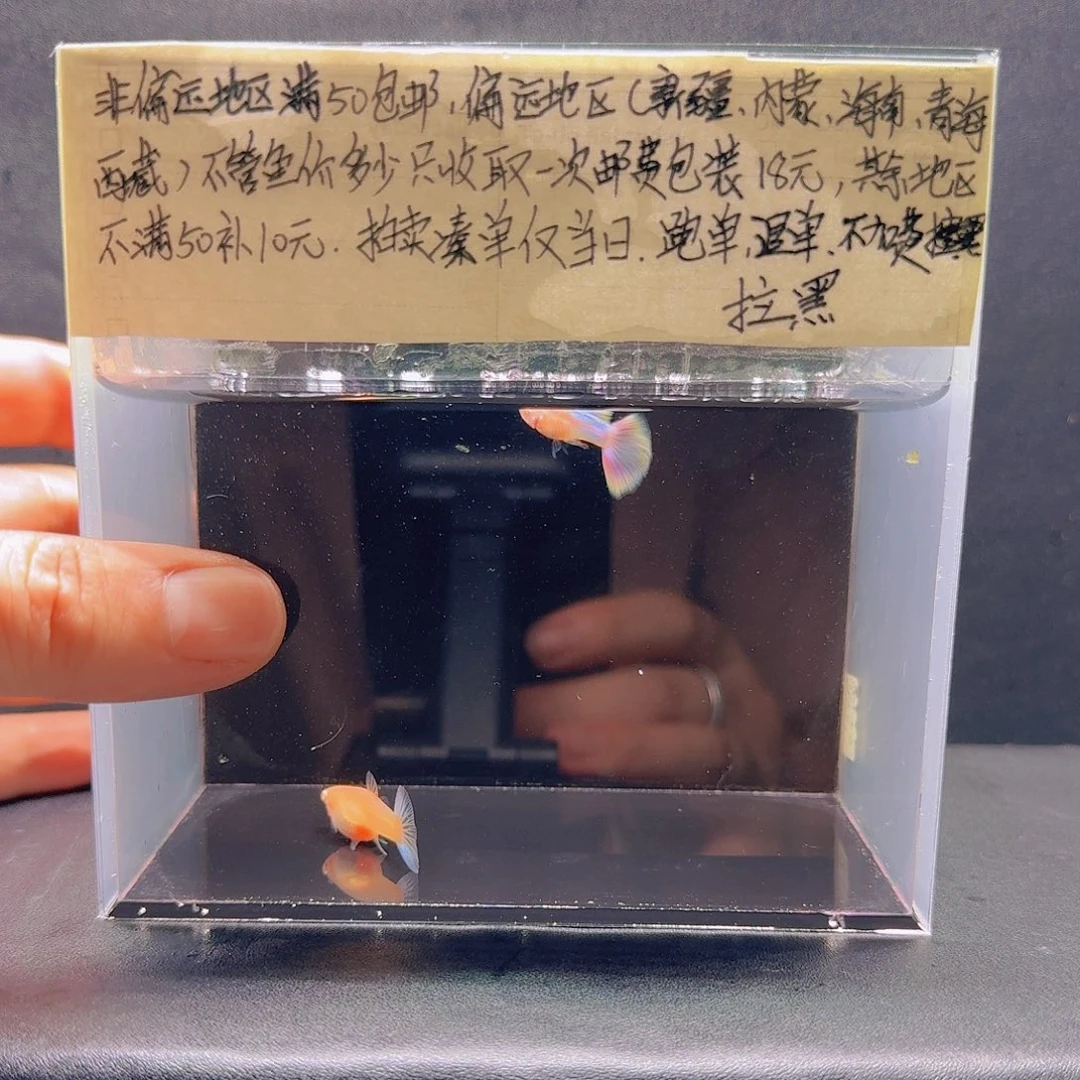 孔雀鱼天使彩虹一对