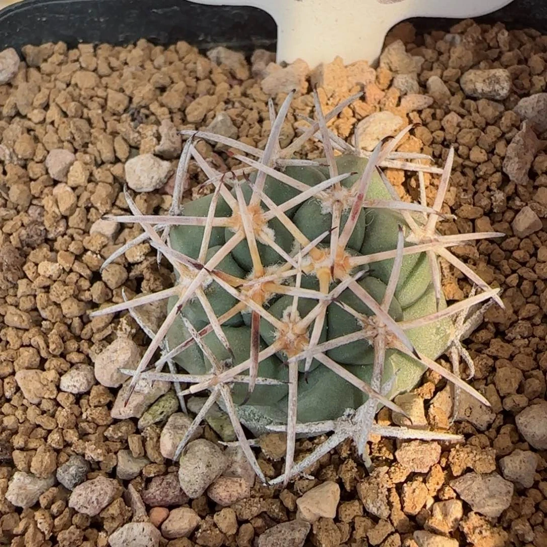 328实生2.6厘米大祥冠