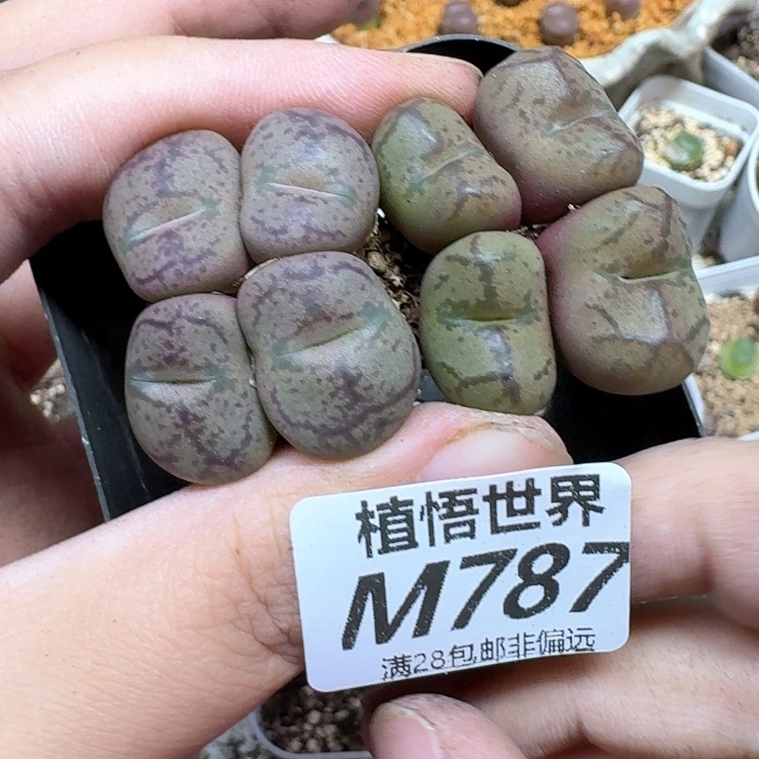 多肉植物的润泽额