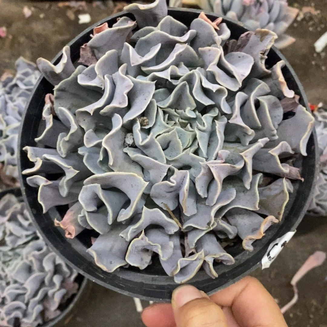 天鹅湖大单头老桩