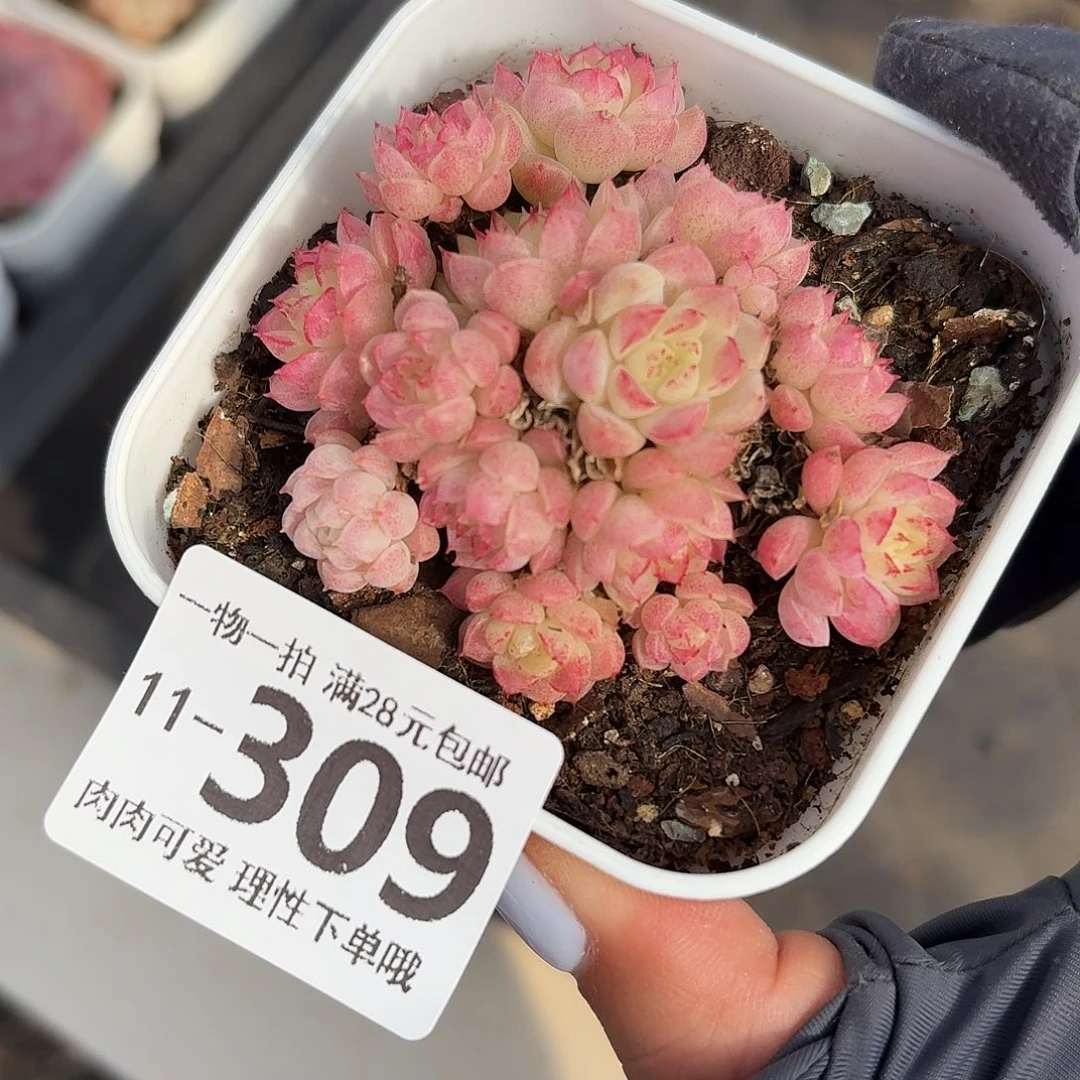 绿心羊脂球无盆无发货