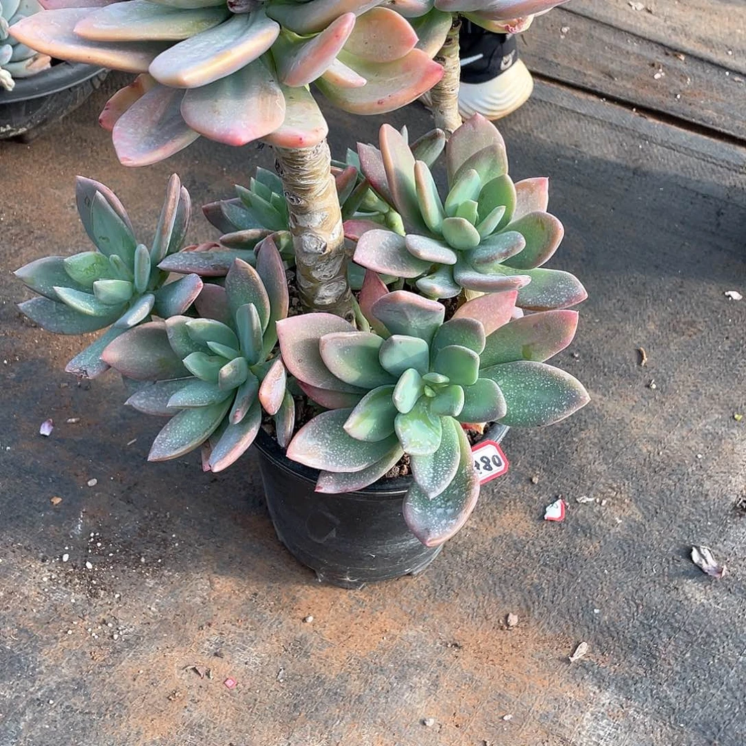 980芒果美人一物一拍多肉