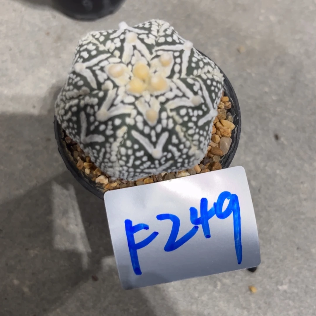 颜***F249 十月二十六仙人球