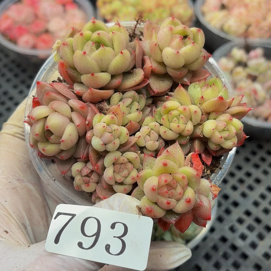 多肉植物多肉植物793