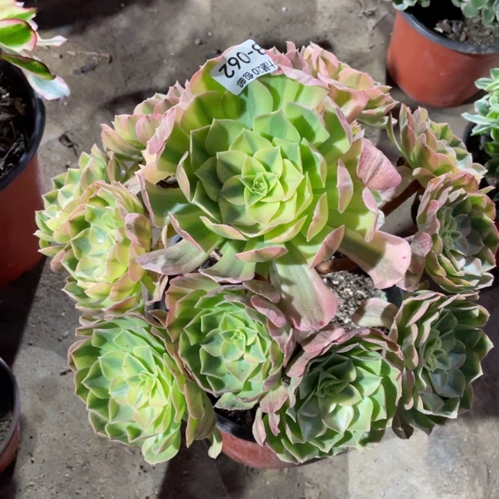 62雨荷多肉123456789