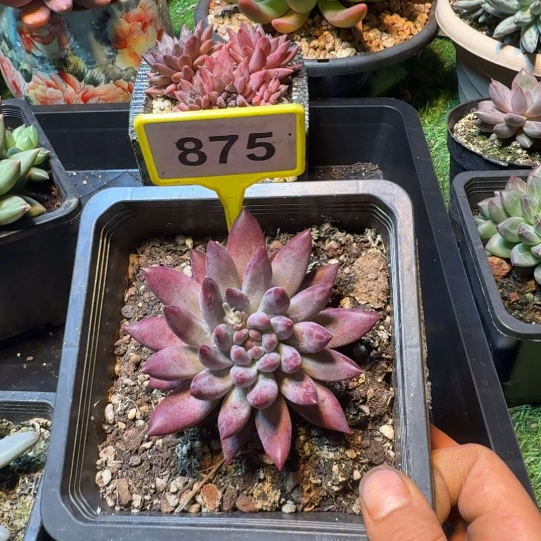 多肉植物虞美人单头875