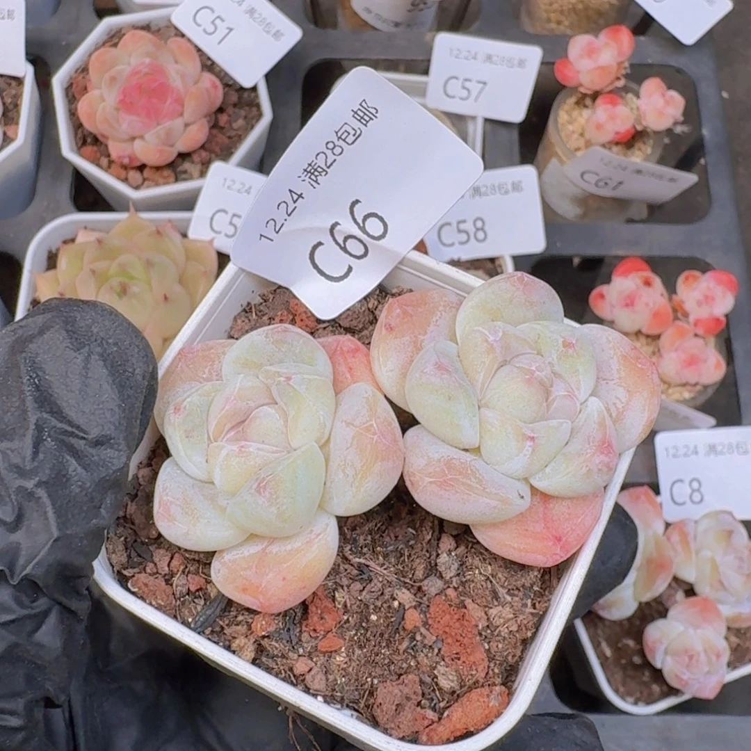 双头一颗带盆带土