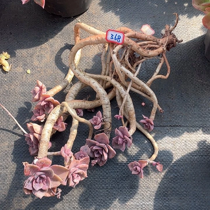 368彩虹糖 一物一拍多肉