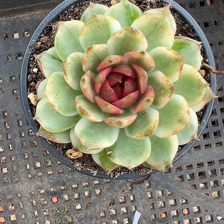 糖心黑水晶锦多肉