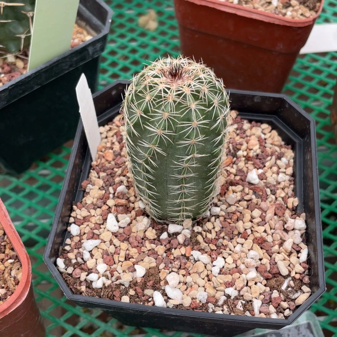 鹿角柱实生仙人球大型紫红玉