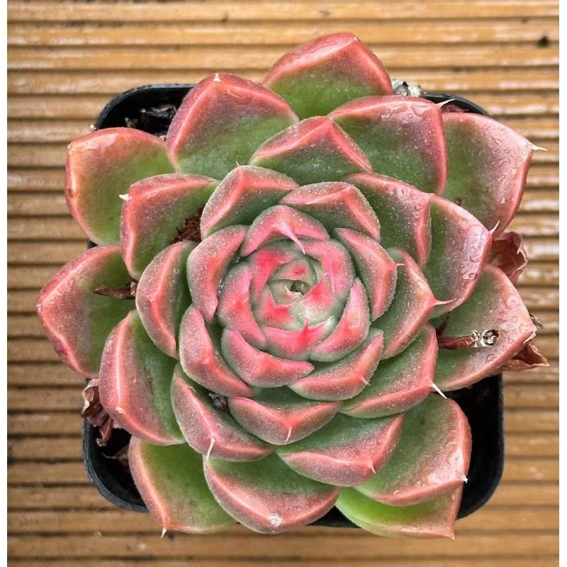 7#东方朔多肉植物       前男友精品多肉sm0345