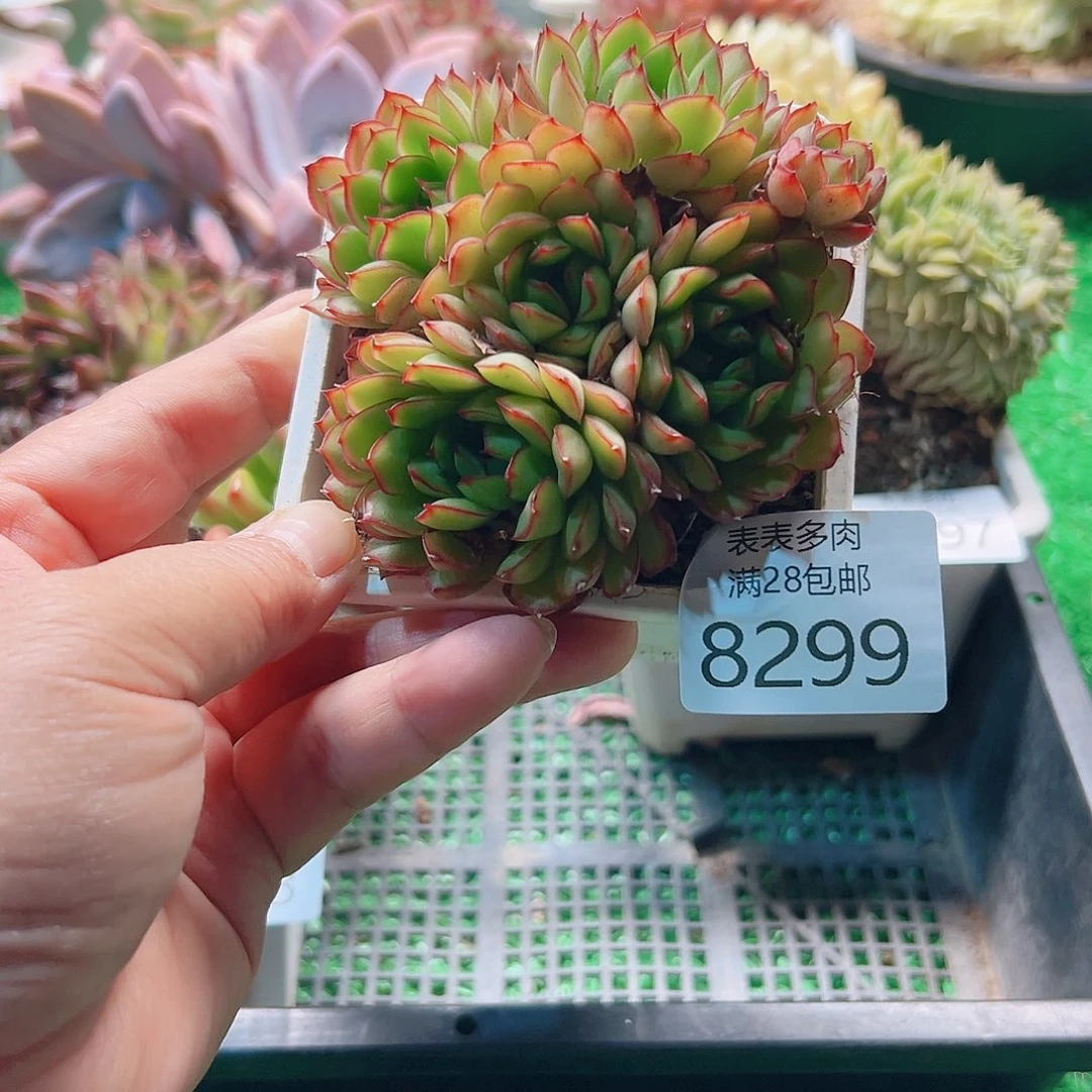 无花朵多肉一物一拍8299